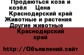 Продаються коза и козёл. › Цена ­ 6 000 - Краснодарский край Животные и растения » Другие животные   . Краснодарский край